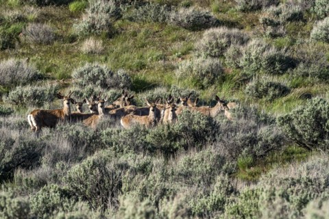 Herd of deer on sagebrush hillside