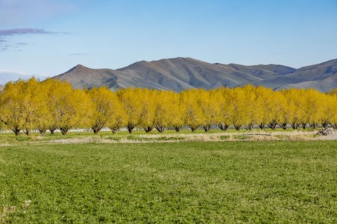 Rural treeline in farmland