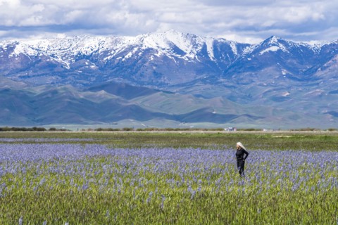 Senior woman standing in field of camas lilies with Soldier Mountain in background