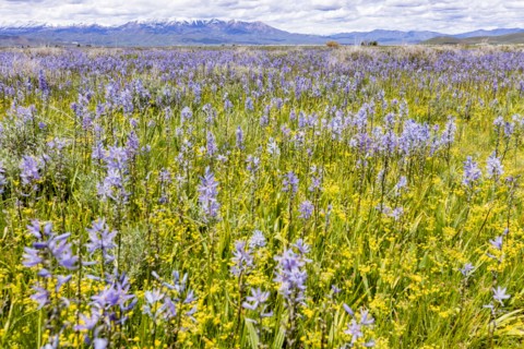 Camas lilies bloom in spring