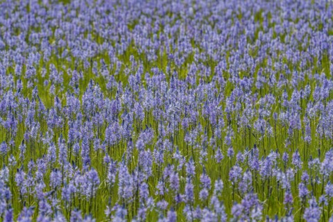 Camas lilies bloom in spring