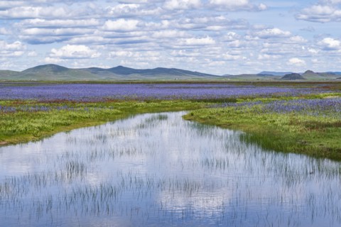 Camas lilies bloom in spring on riverbanks