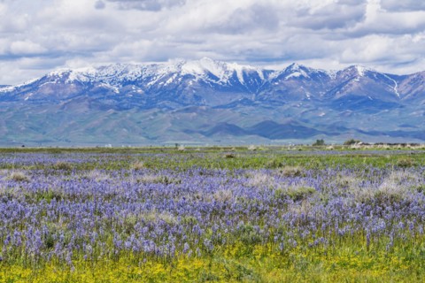 Camas lilies bloom in spring and Soldier Mountain in background