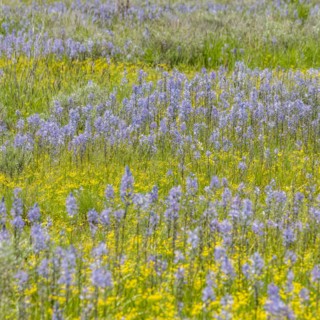 Camas lilies bloom in spring on riverbanks
