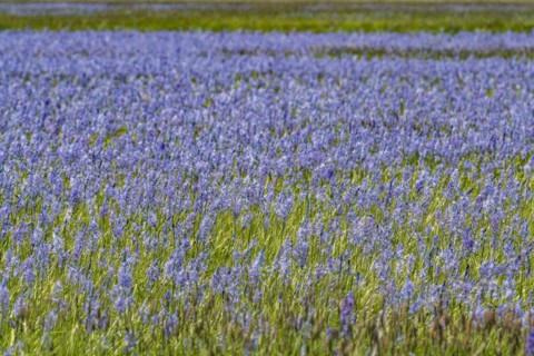 Camas lilies bloom in spring on riverbanks