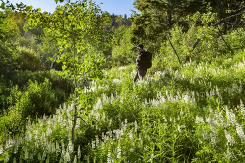 Woman hiking through spring wildflowers in Sun Valley