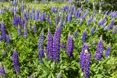 Lupine blooms in early summer in Sun Valley