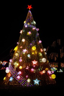 Outdoor christmas tree illuminated at night