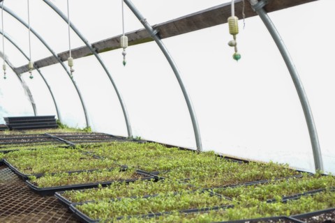 Seedlings growing in greenhouse