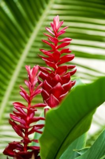 Close-up of ginger plant