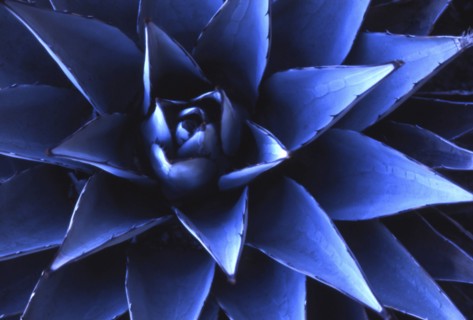 Close-up of blue Agave plant