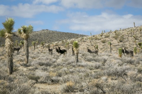 Wild donkeys in desert