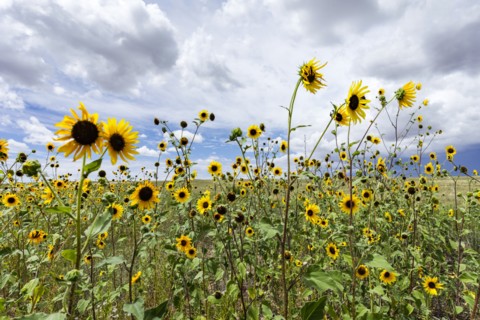 Sunflowers in field