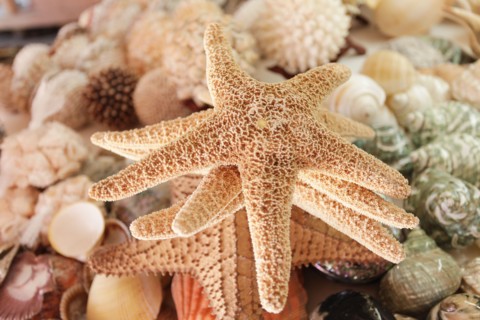 Close-up of starfish and shells