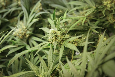 Medical marijuana plant