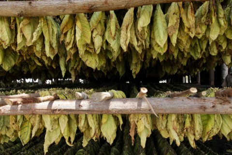 Tobacco leaves drying