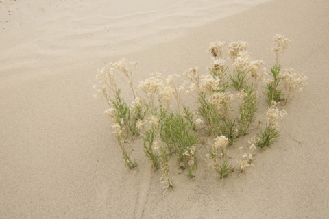 Plants growing in sand in desert