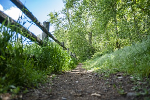 Footpath and fence in forest