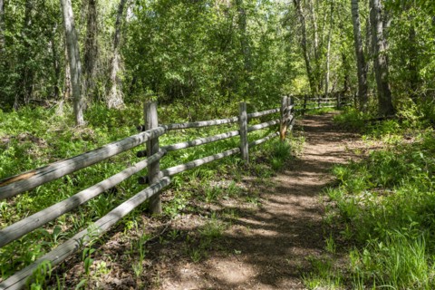 Footpath and fence in forest