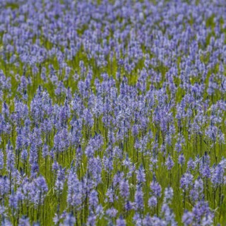 Close-up of Camas lilies bloom in spring