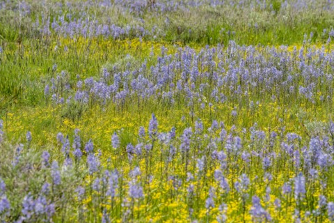 Field of Camas lilies bloom in spring