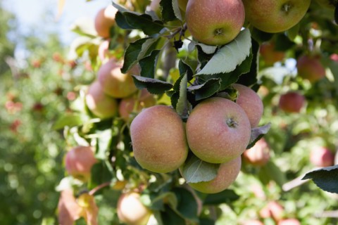 Ripe apples on tree branch in orchard