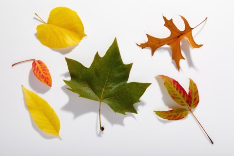 Multicolored autumn leaves on white background