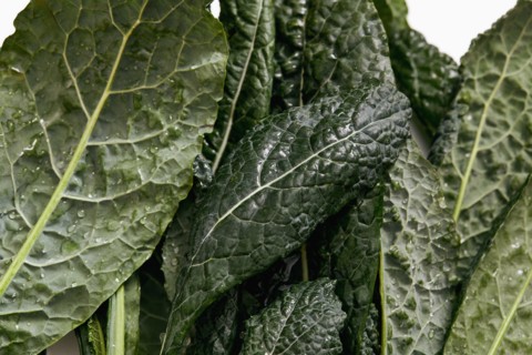 Close-up of green kale leaves
