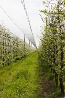Rows of vines growing in vineyard
