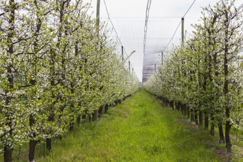 Rows of vines growing in vineyard
