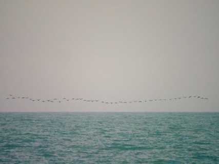 Flock of birds flying above smooth sea