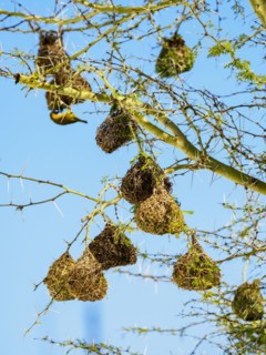 Yellow bird and its nests hanging on tree