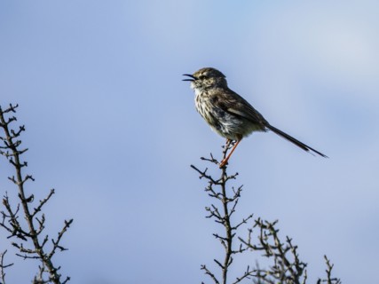 Small bird perching on branch