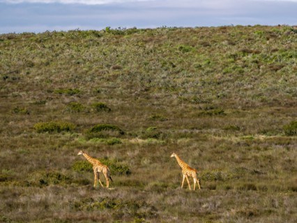 Two giraffes walking in grassland