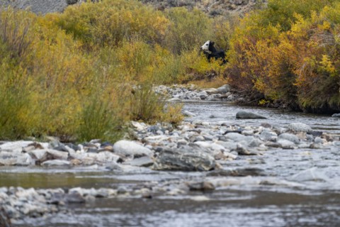 Cow on open range creek