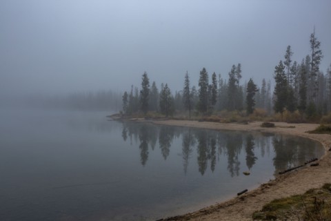 Forest along lake in mountains