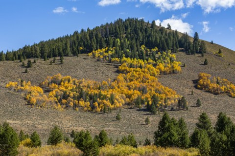 Forest in mountains in autumn