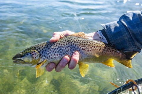 Senior man holding trout before releasing back to creek
