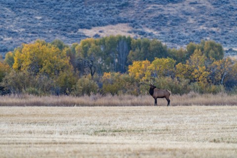 Bull Elk looks across cut field