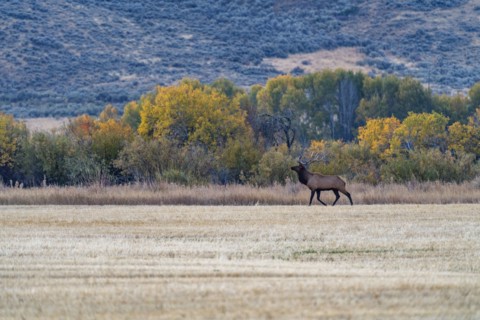Bull Elk looks across cut field