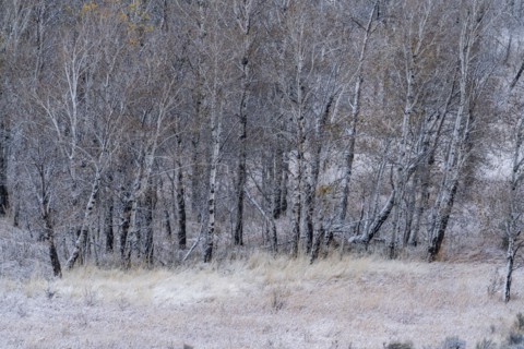 Snow covering bare trees