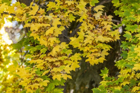Fall foliage in tree