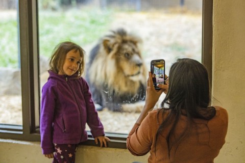 Mother photographing daughter with African Lion at Boise Zoo