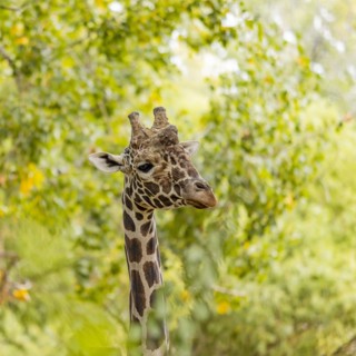 Giraffe among green foliage in Boise Zoo