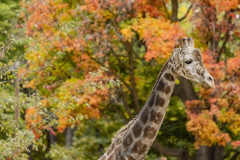 Giraffe among autumn foliage in Boise Zoo