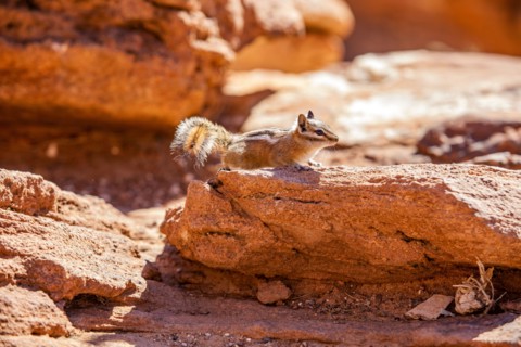Wild chipmunk on rocks
