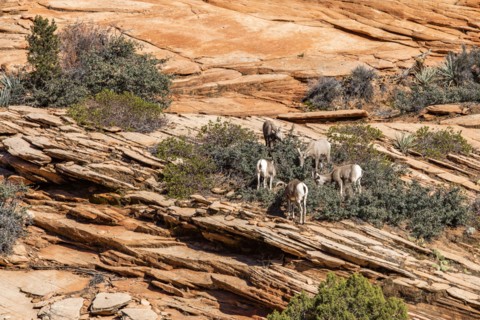 Mountain Bighorn Sheep grazing