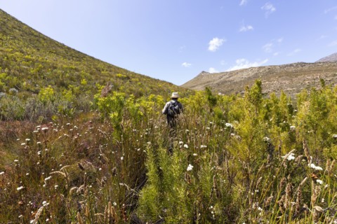 Senior male hiker walking among tall plants