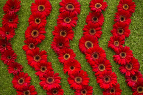 Red gerbera daisies arranged in rows