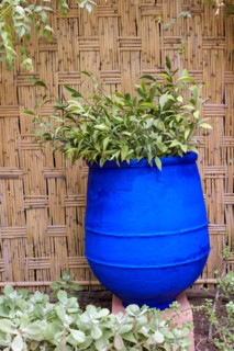 Plants growing in blue vase in garden